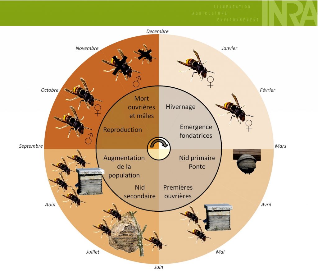 asian wasp cycle