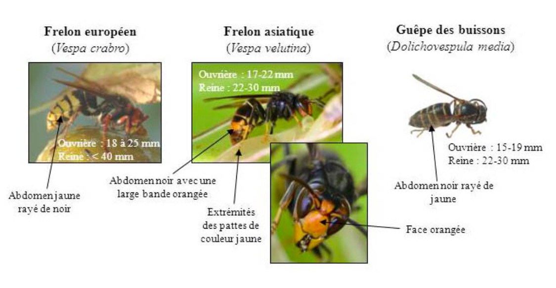 difference beetween wasp